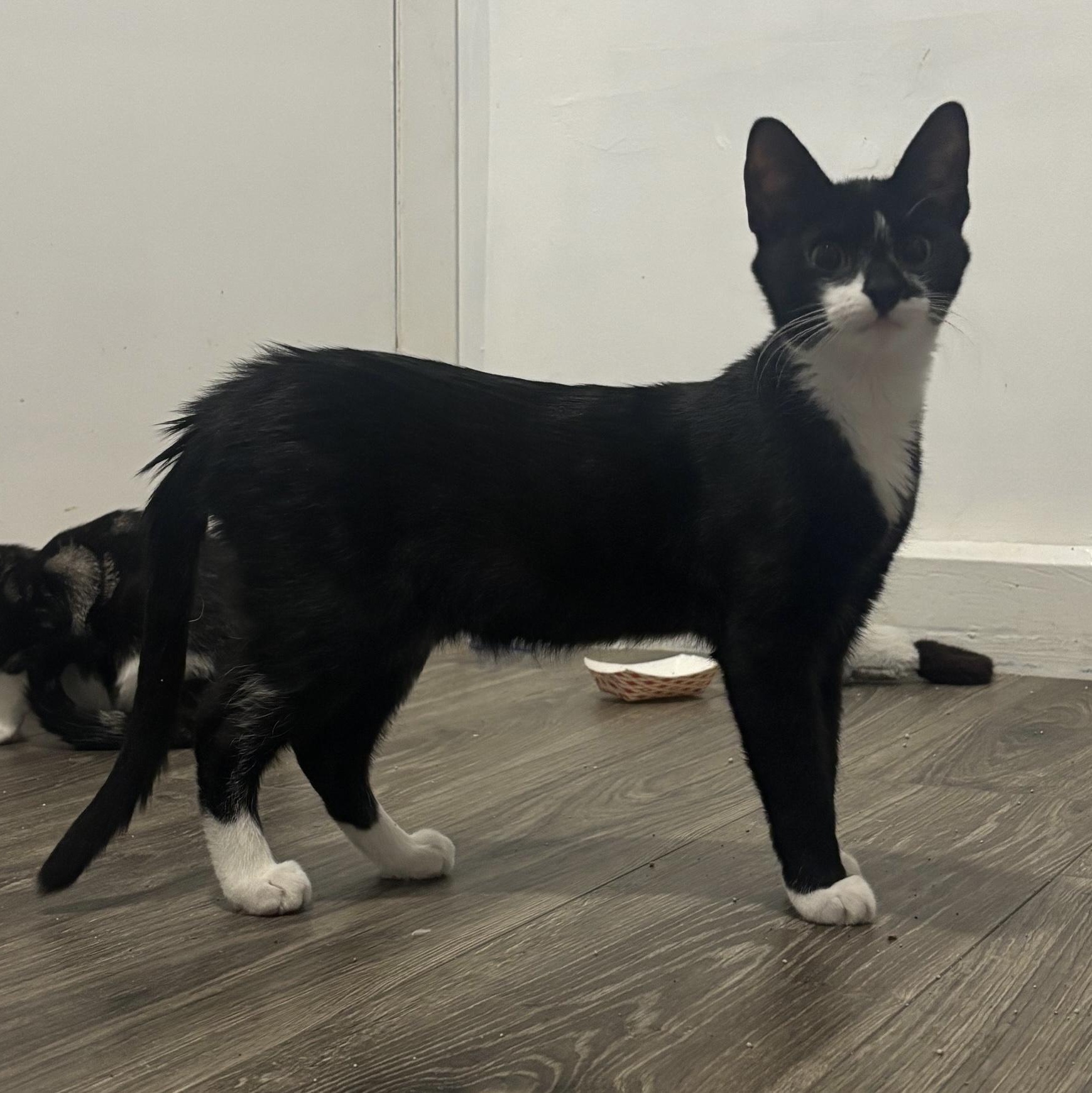 Enlarge Apostrophe , a ADOPTABLE Domestic Short Hair in Colonia, NJ image 6/6