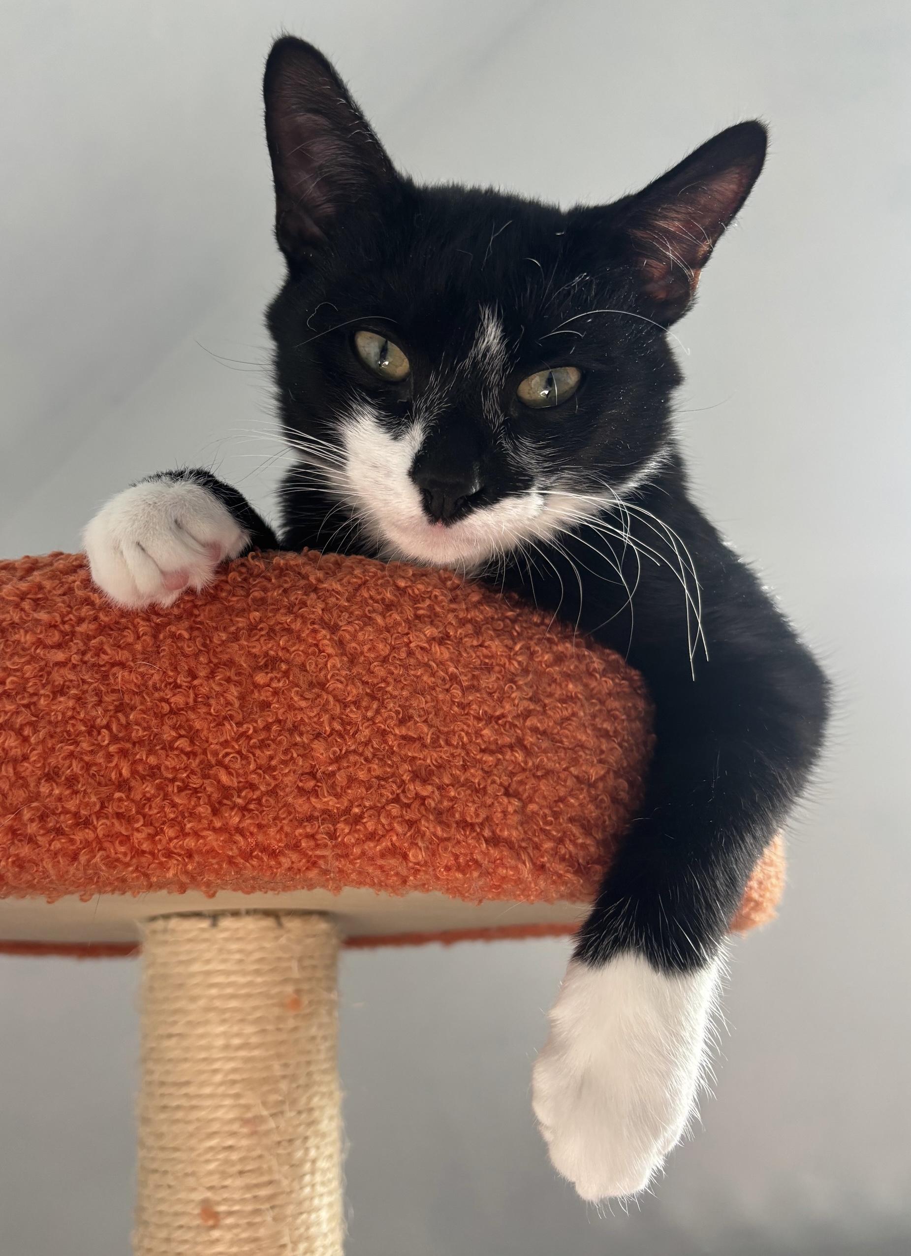 Apostrophe , ADOPTABLE, Kitten Male Domestic Short Hair.