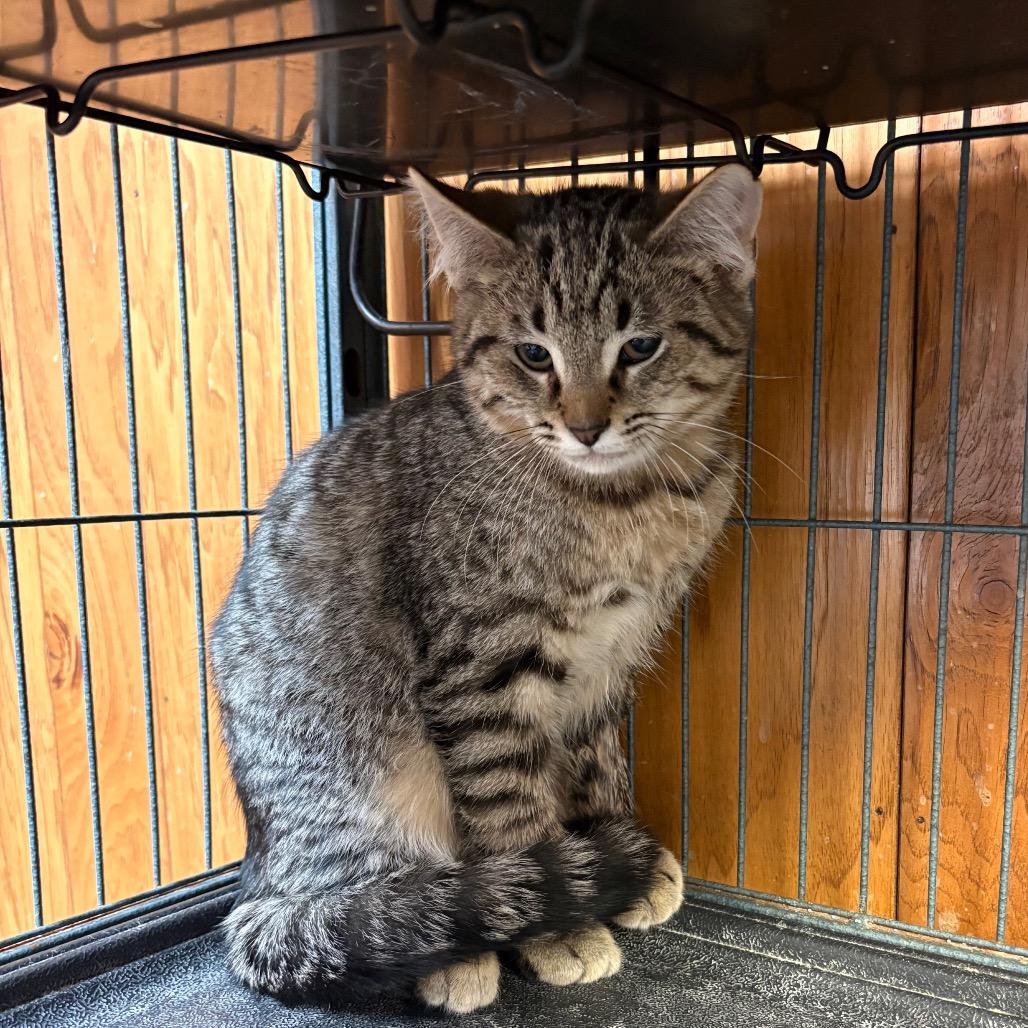 Enlarge Pollux, a Adoptable American Shorthair in Greenfield, IN image 1/1