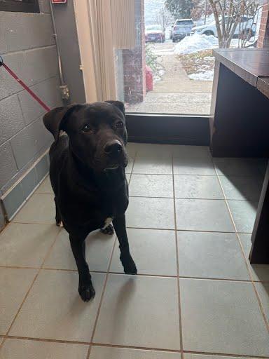 Enlarge BEUFORD, a Adoptable Mixed Breed in Nashville, TN image 2/2