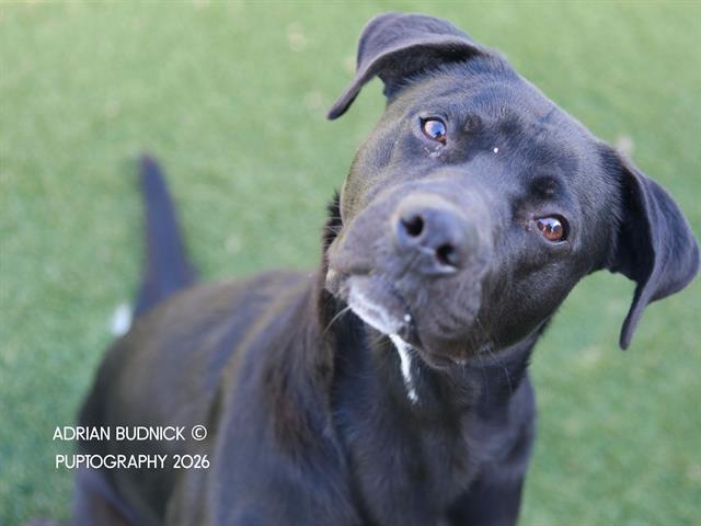 Enlarge BEUFORD, a Adoptable Mixed Breed in Nashville, TN image 1/2