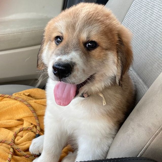 Aurora (TX), a Adopted mixed breed in Houston, TX image 1/6