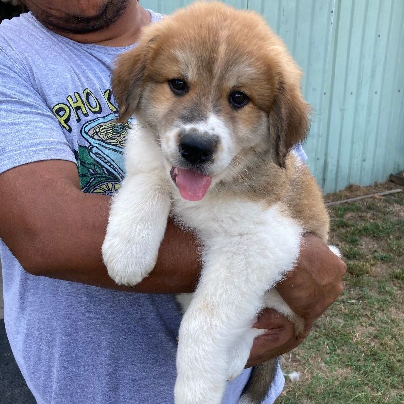 Aurora (TX), a Adopted mixed breed in Houston, TX image 2/6