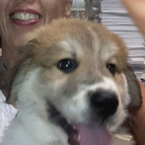 Aurora (TX), a Adopted mixed breed in Houston, TX image 3/6