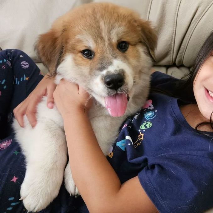 Aurora (TX), a Adopted mixed breed in Houston, TX image 4/6