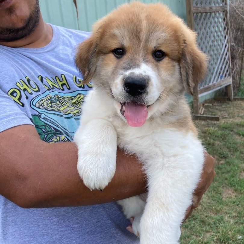 Aurora (TX), a Adopted mixed breed in Houston, TX image 5/6