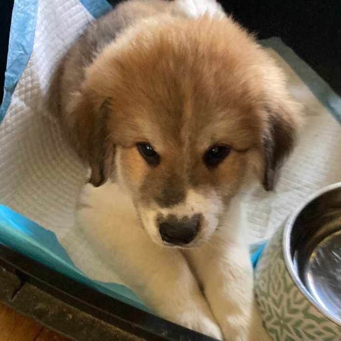 Aurora (TX), a Adopted mixed breed in Houston, TX image 6/6