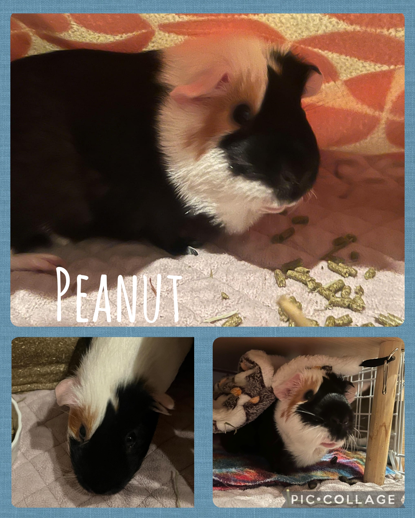 Peanut