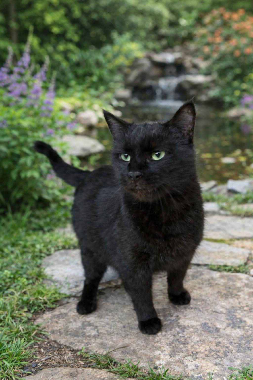 Enlarge Kendra , an adopted American Shorthair in Darien, GA image 1/1