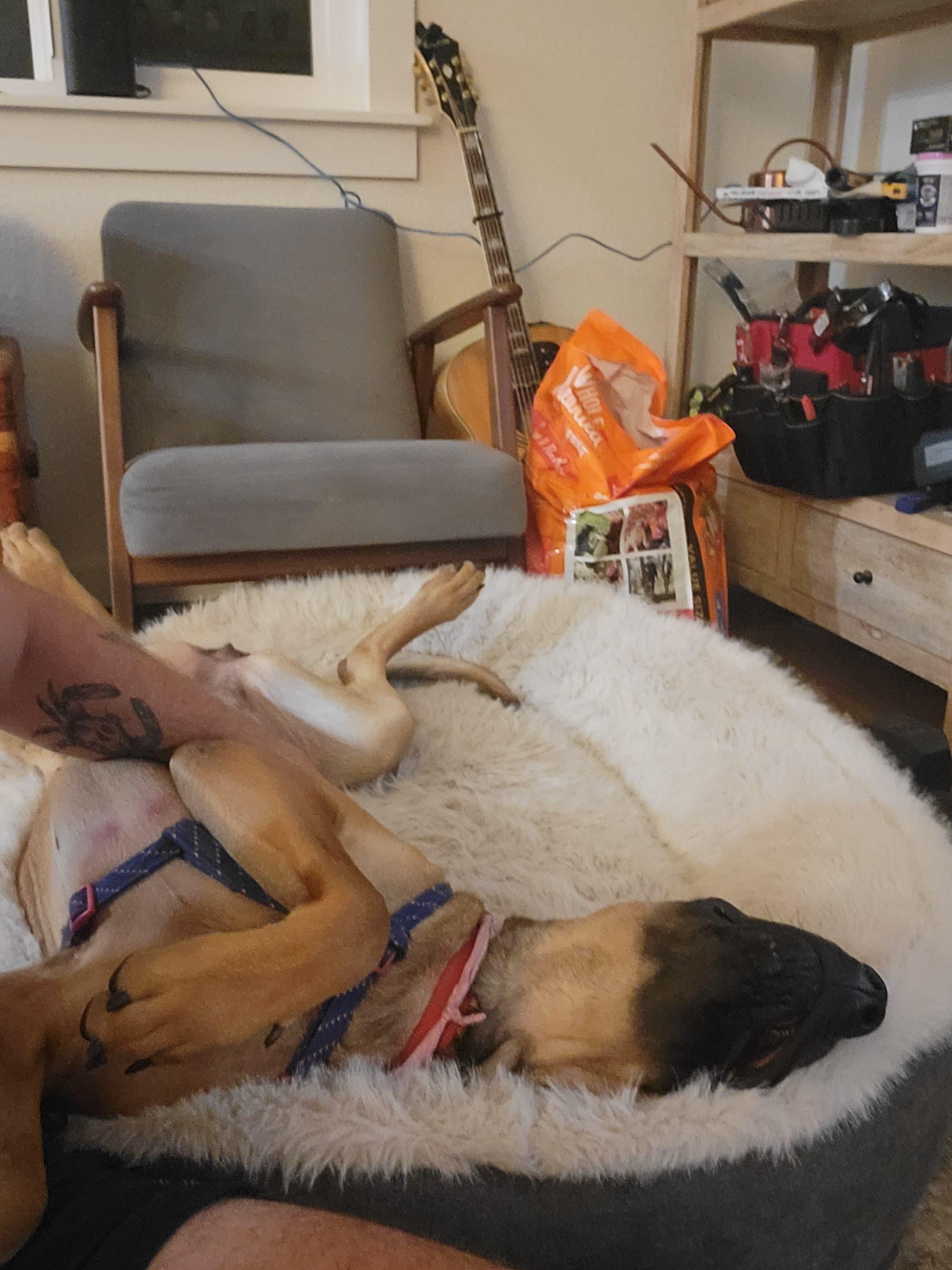 Stella, ADOPTABLE, Young Female Mastiff.