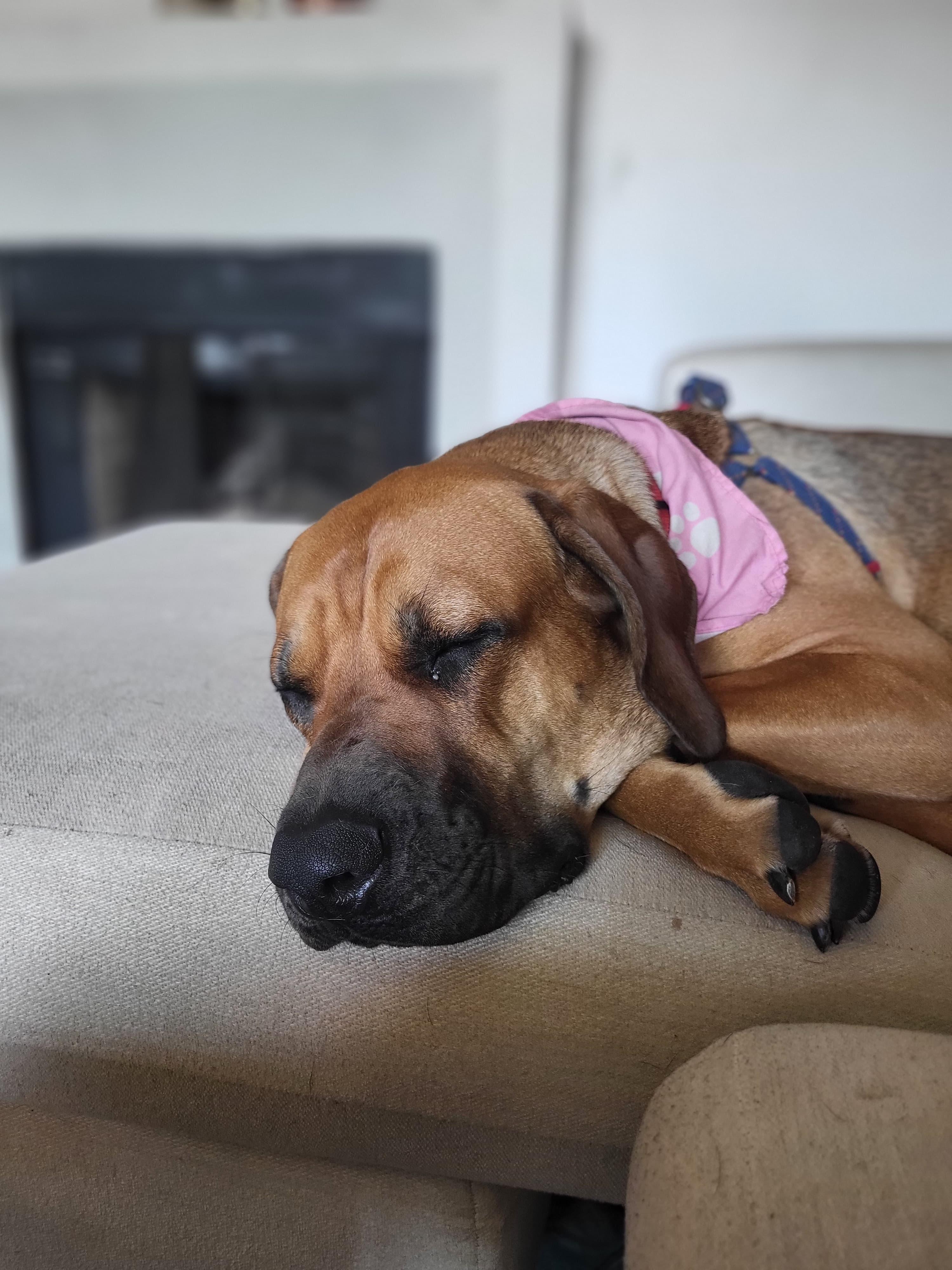 Stella, a ADOPTABLE Mastiff in San Diego, CA image 2/5