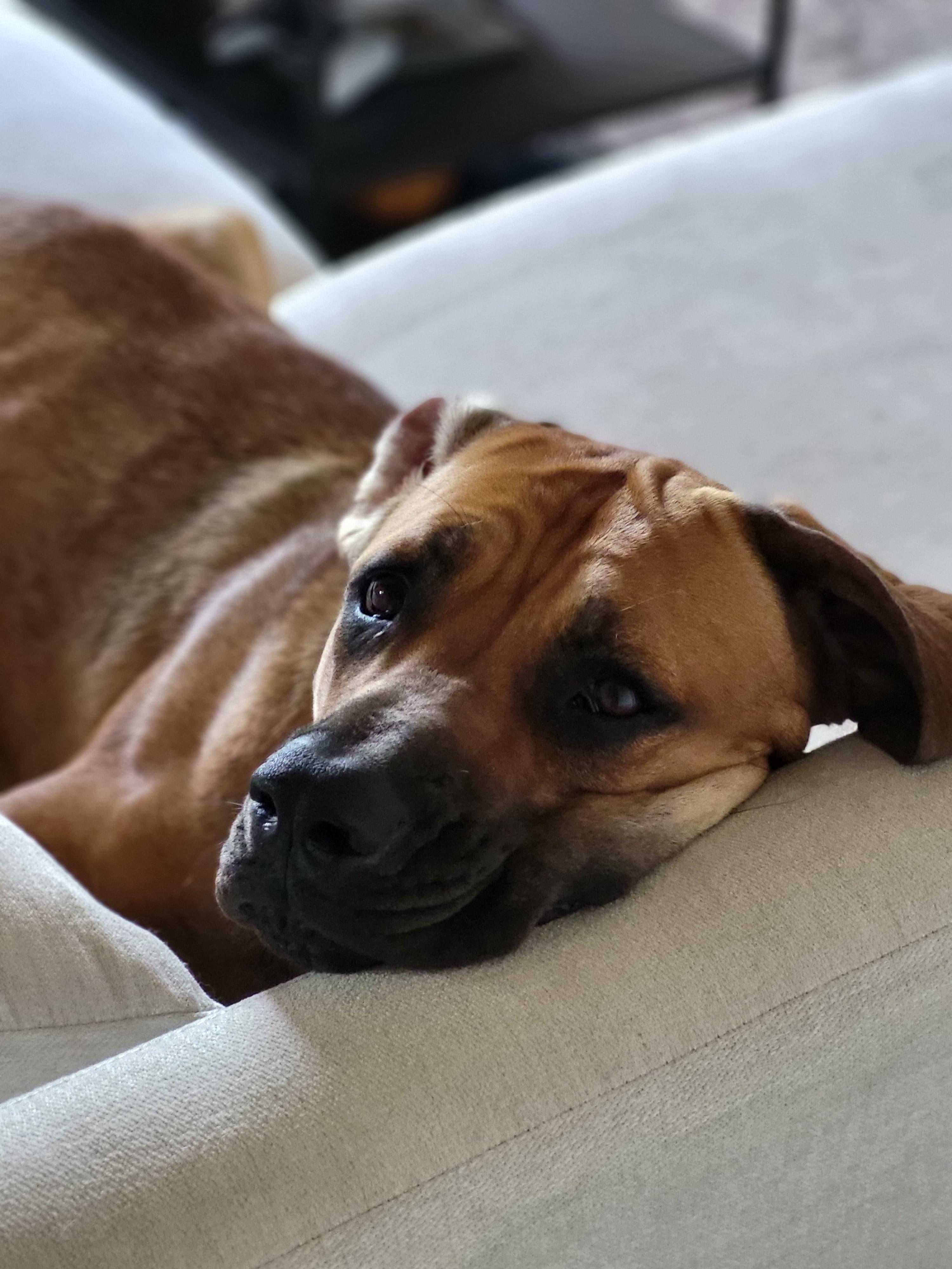 Stella, a ADOPTABLE Mastiff in San Diego, CA image 3/5