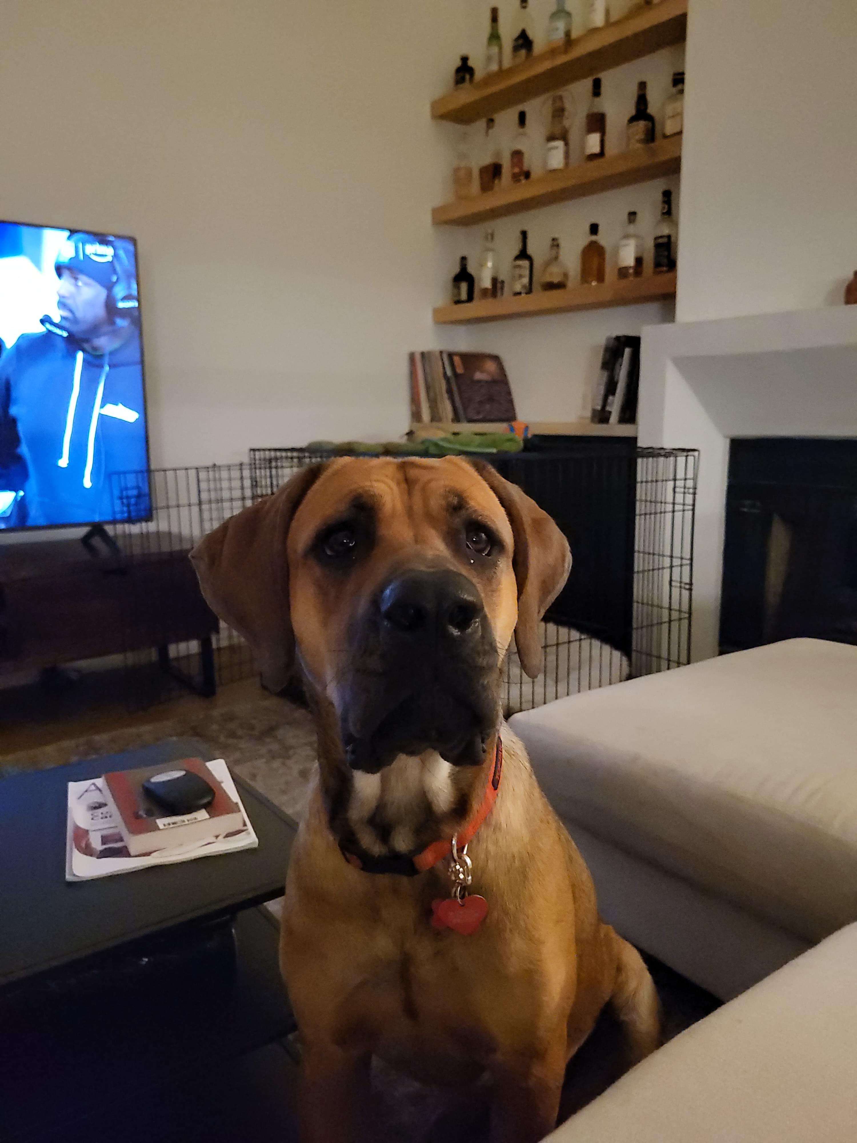 Stella, a ADOPTABLE Mastiff in San Diego, CA image 4/5