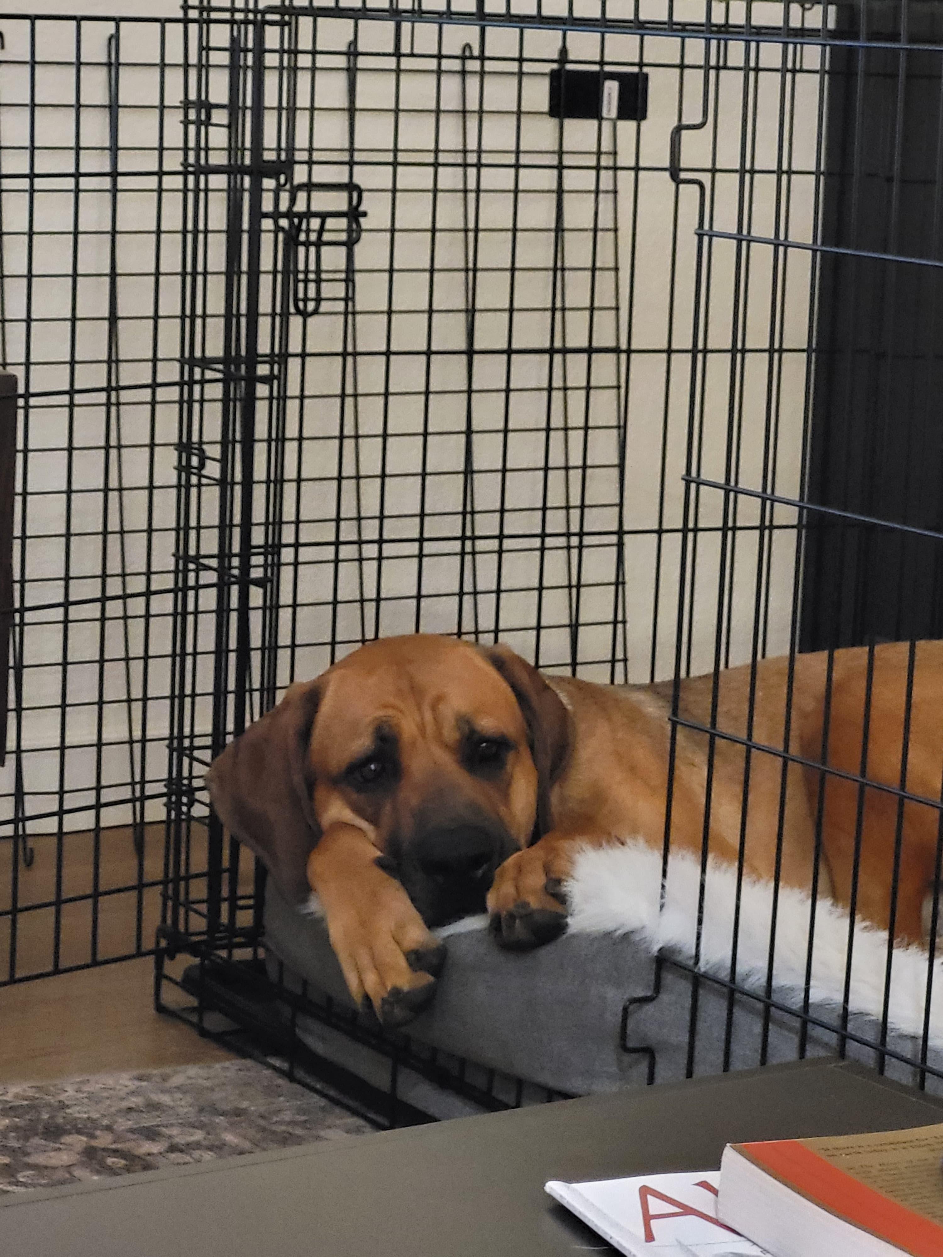 Stella, a ADOPTABLE Mastiff in San Diego, CA image 5/5