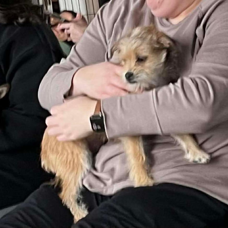 Hailey, a Adoptable Terrier in Loves Park, IL image 2/6