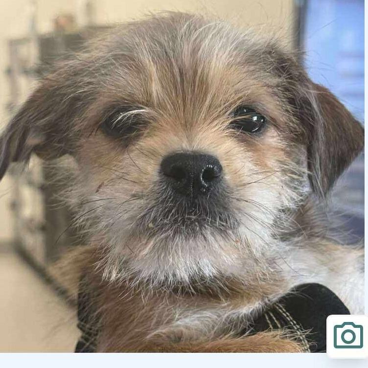 Enlarge Hailey, a Adoptable Terrier in Loves Park, IL image 1/2