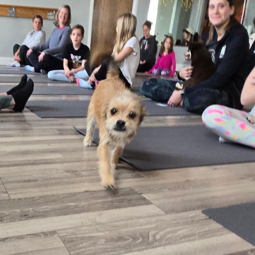 Hailey, a Adoptable Terrier in Loves Park, IL image 4/6