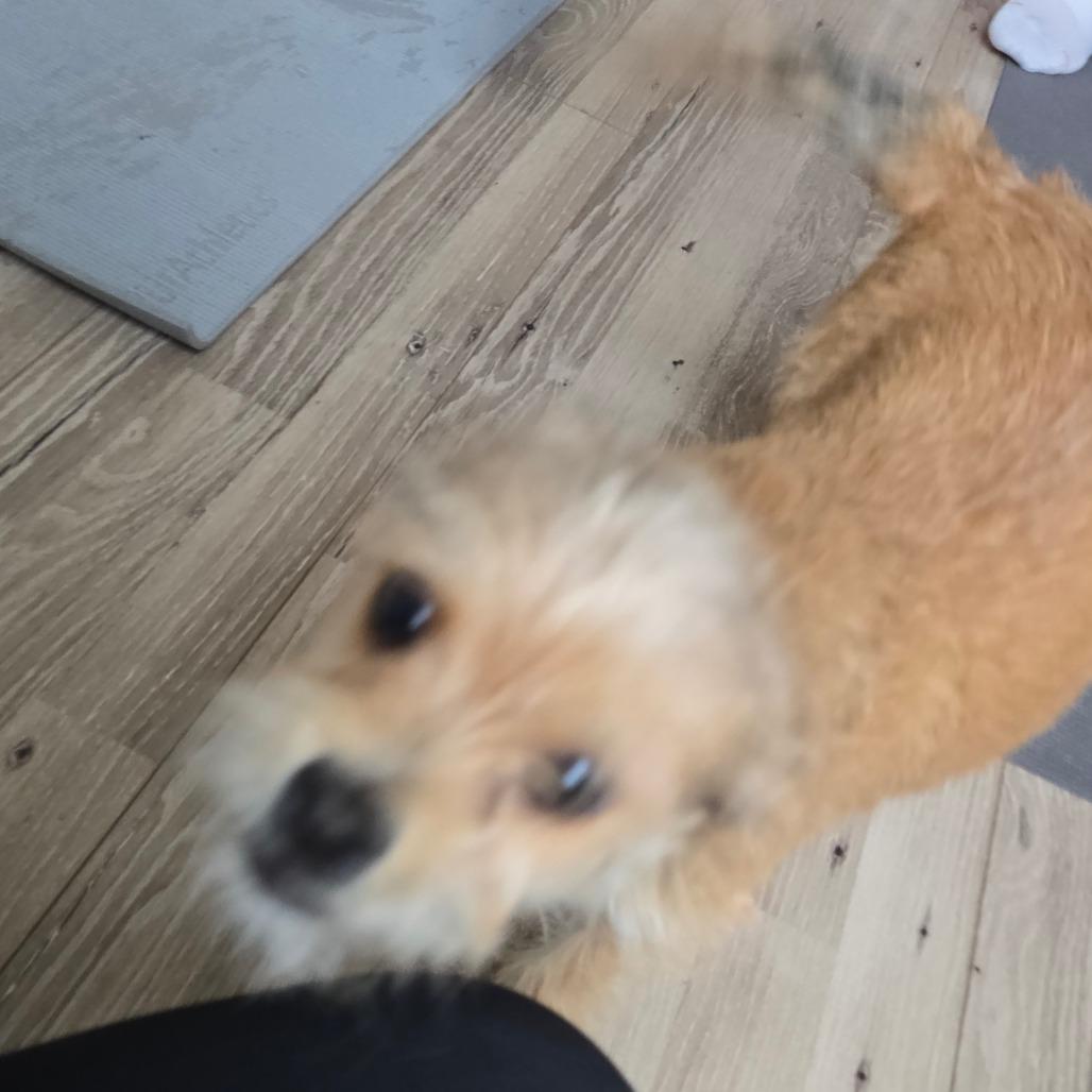 Hailey, a Adoptable Terrier in Loves Park, IL image 5/6