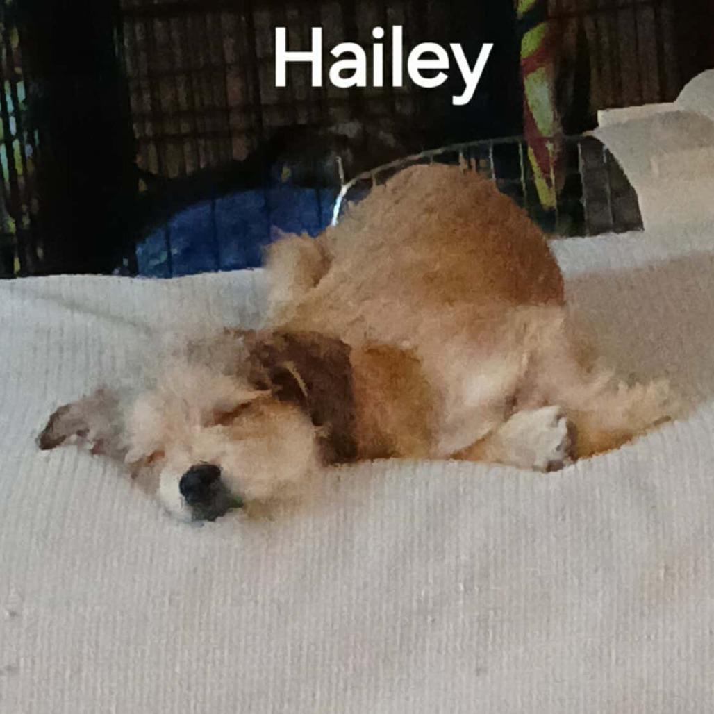 Enlarge Hailey, a Adoptable Terrier in Loves Park, IL image 2/2