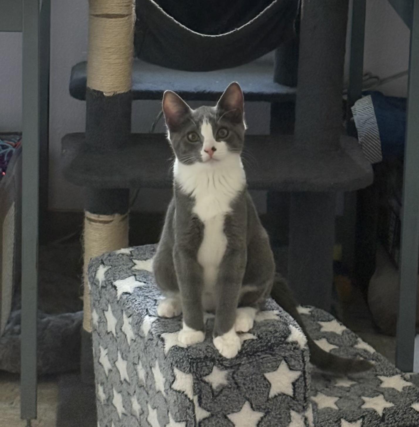 Luna, Adoptable, Kitten Female Domestic Short Hair.