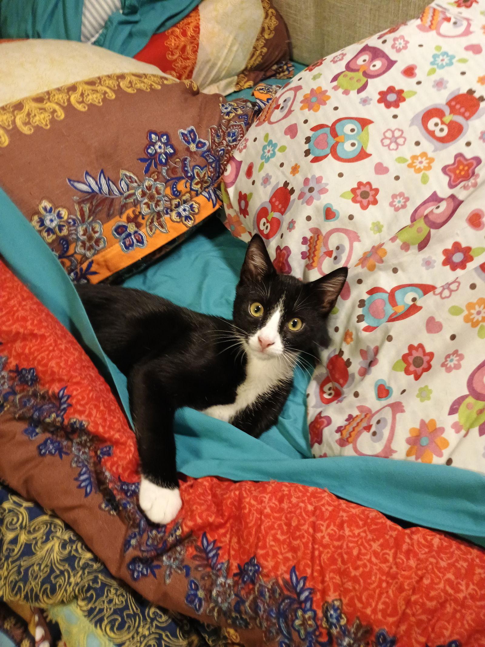 Enlarge Zeus, a Adopted Domestic Short Hair in Pittsboro, NC image 1/1