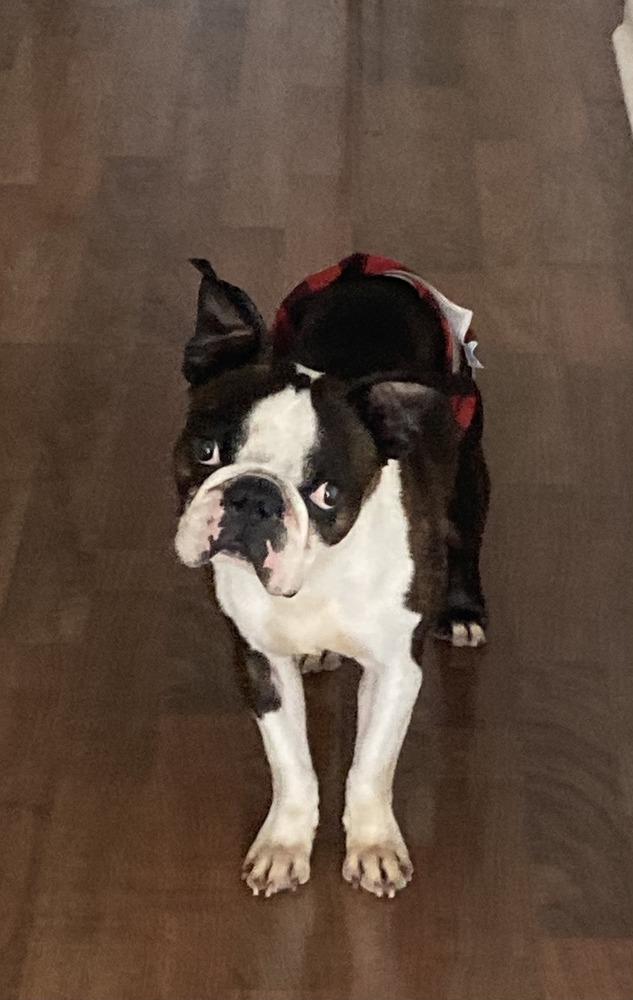 Beau aka Booker Hayes-4528 Knoxville, TN, Adoptable, Senior Male Boston Terrier.