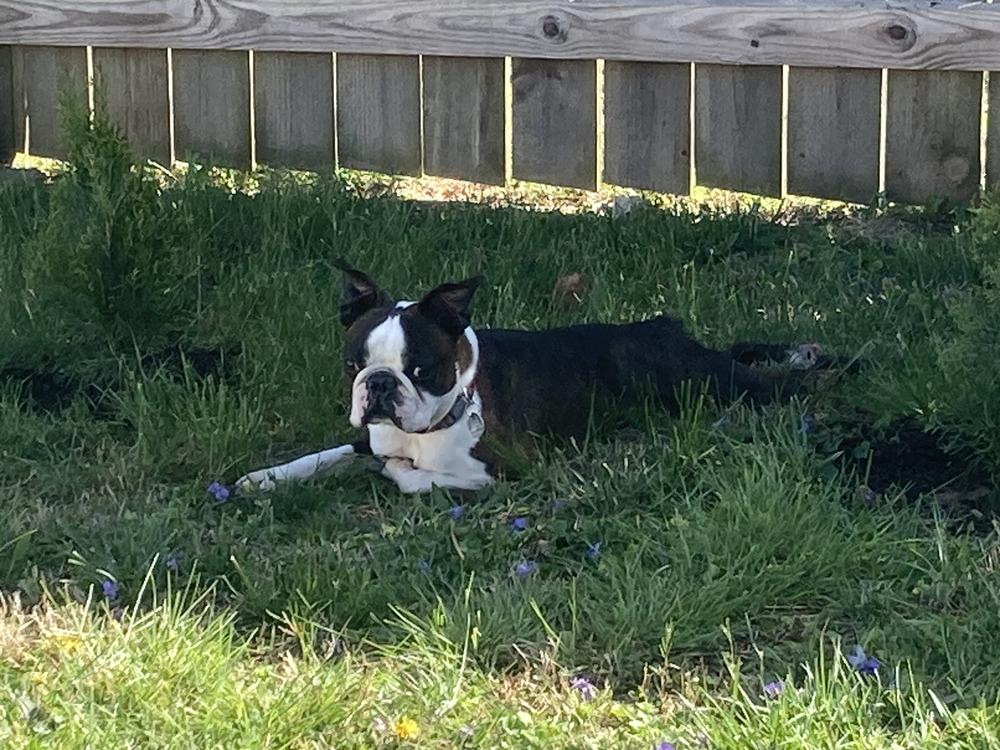 Enlarge Beau aka Booker Hayes-4528 Knoxville, TN, a Adoptable Boston Terrier in Maryville, TN image 2/6