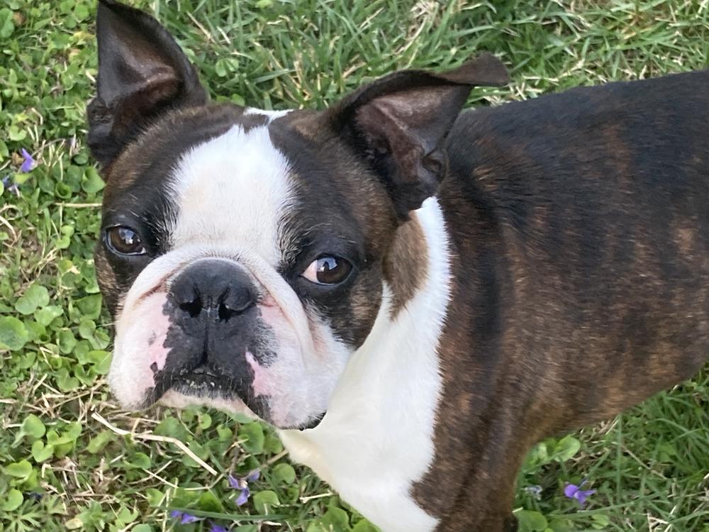Enlarge Beau aka Booker Hayes-4528 Knoxville, TN, a Adoptable Boston Terrier in Maryville, TN image 3/6