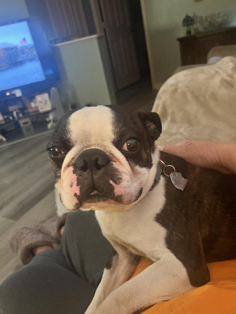 Enlarge Beau aka Booker Hayes-4528 Knoxville, TN, a Adoptable Boston Terrier in Maryville, TN image 4/6