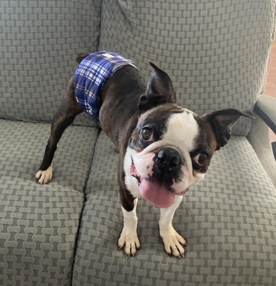 Enlarge Beau aka Booker Hayes-4528 Knoxville, TN, a Adoptable Boston Terrier in Maryville, TN image 5/6