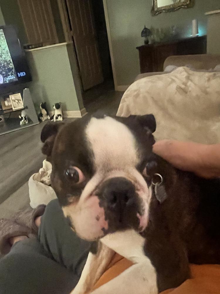 Enlarge Beau aka Booker Hayes-4528 Knoxville, TN, a Adoptable Boston Terrier in Maryville, TN image 6/6