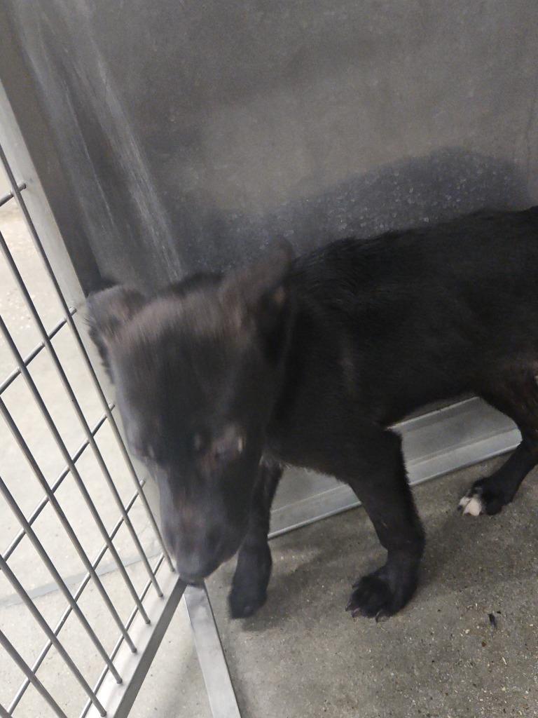 Sasha, Adoptable, Puppy Female Labrador Retriever.