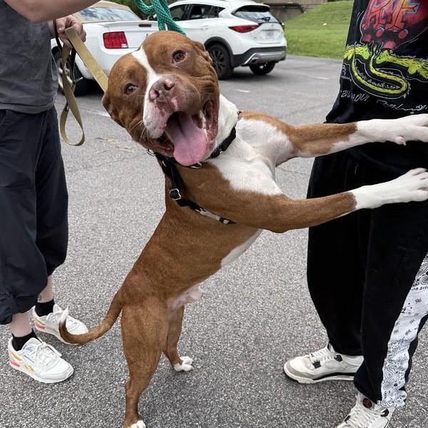 Daytona, a ADOPTABLE Mixed Breed in Philadelphia, PA image 3/5