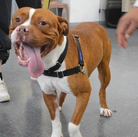 Daytona, a ADOPTABLE Mixed Breed in Philadelphia, PA image 1/5