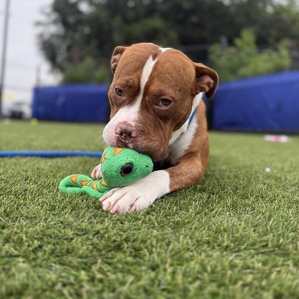 Daytona, a ADOPTABLE Mixed Breed in Philadelphia, PA image 5/5
