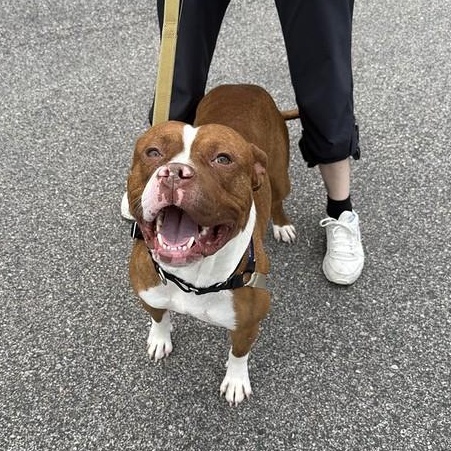 Daytona, a ADOPTABLE Mixed Breed in Philadelphia, PA image 4/5