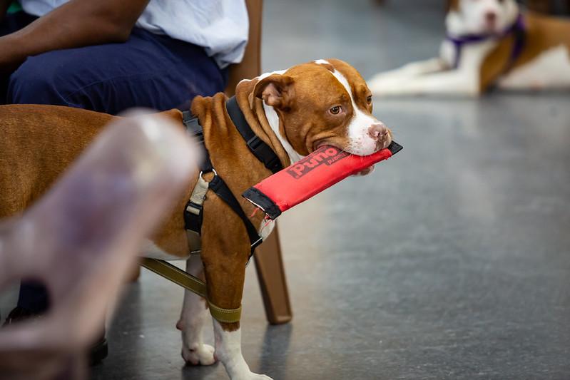 Daytona, a ADOPTABLE Mixed Breed in Philadelphia, PA image 2/5