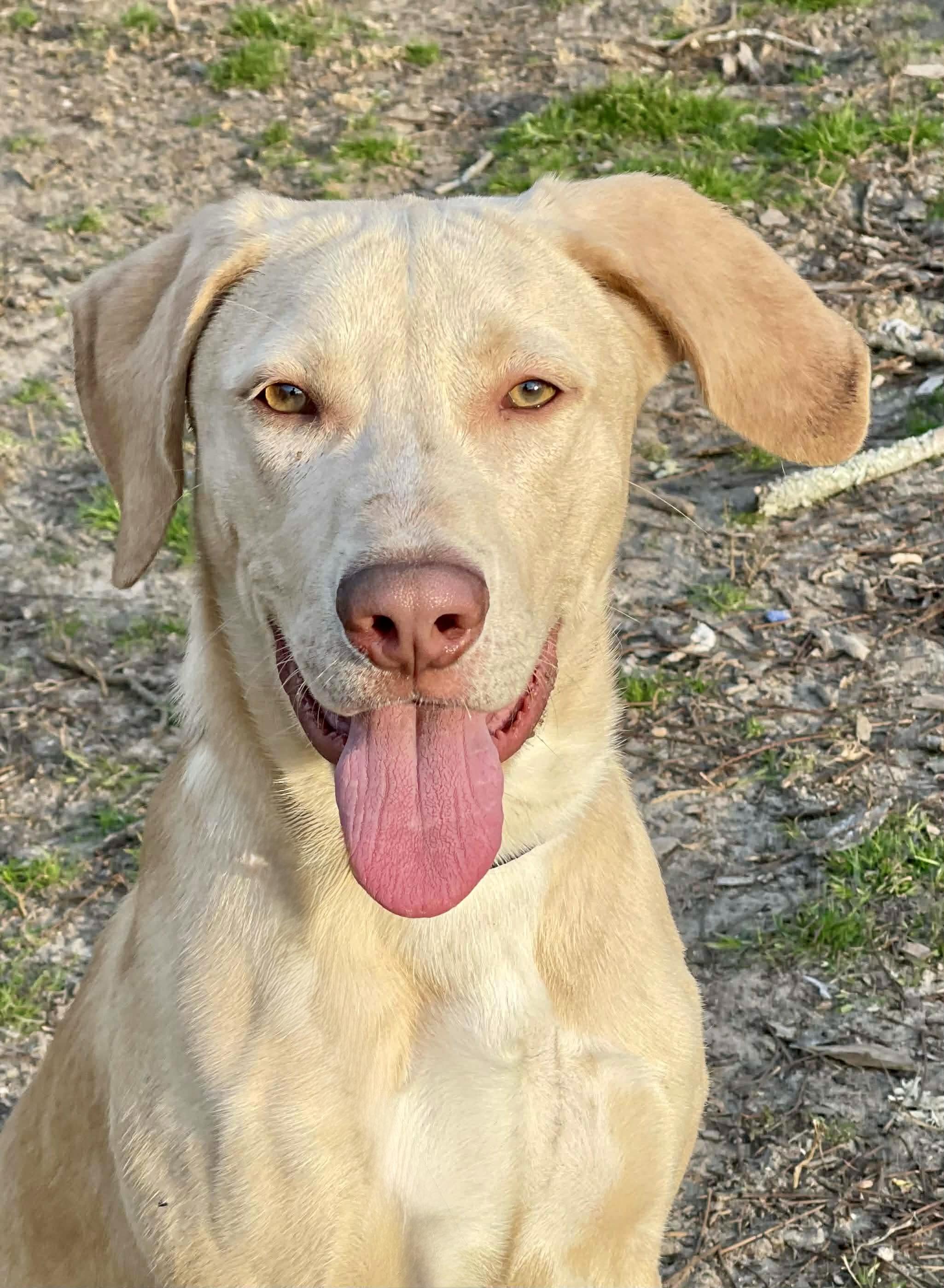 Christopher Robin, ADOPTABLE, Puppy Male Labrador Retriever & German Shepherd Dog.