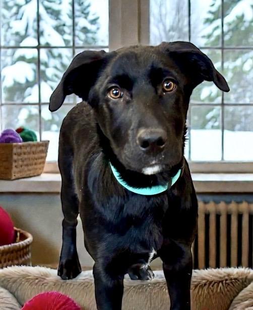 McGraw - PUPPY, a Adoptable Black Labrador Retriever in Perry, IA image 1/5