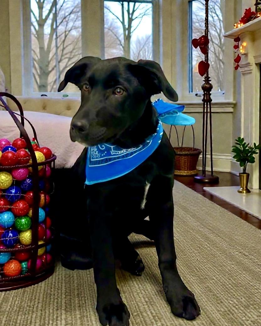 McGraw - PUPPY, a Adoptable Black Labrador Retriever in Perry, IA image 2/5