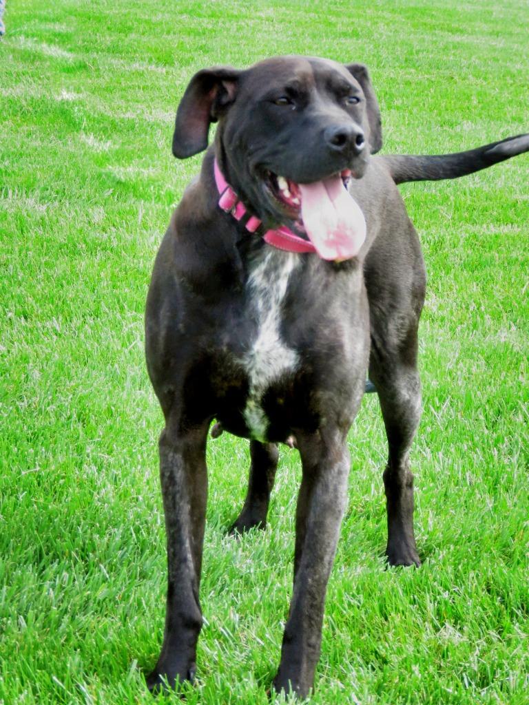 Calcium, Adoptable, Adult Female Pointer & Labrador Retriever.