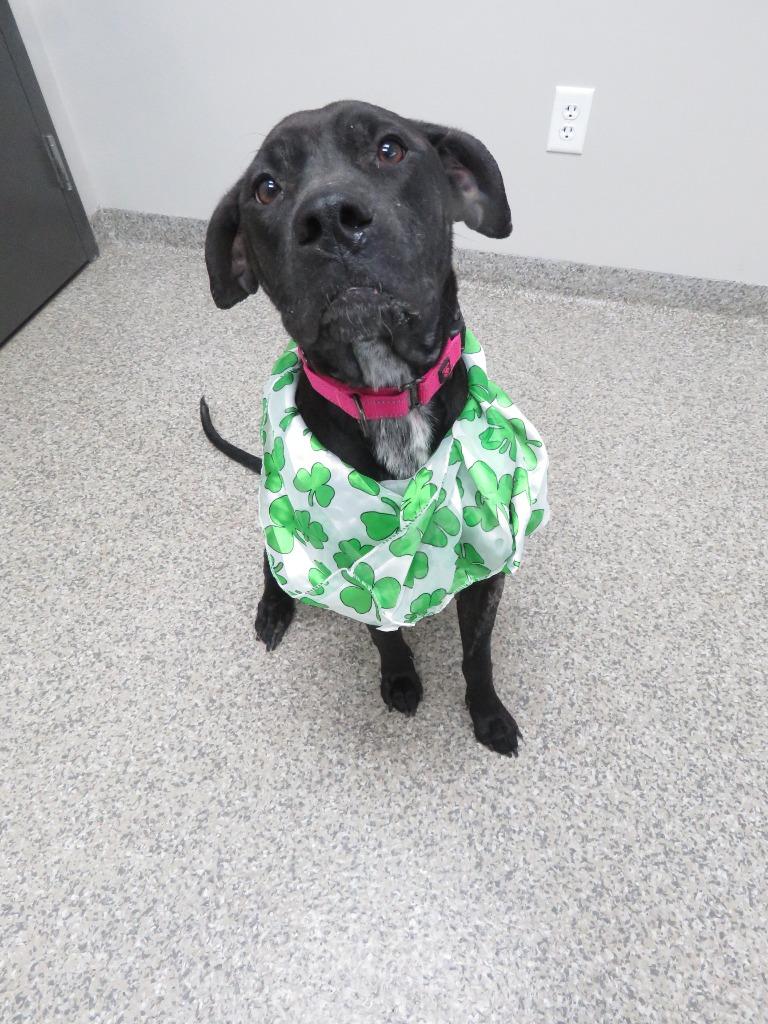 Calcium, Adoptable, Young Female Pointer & Labrador Retriever.