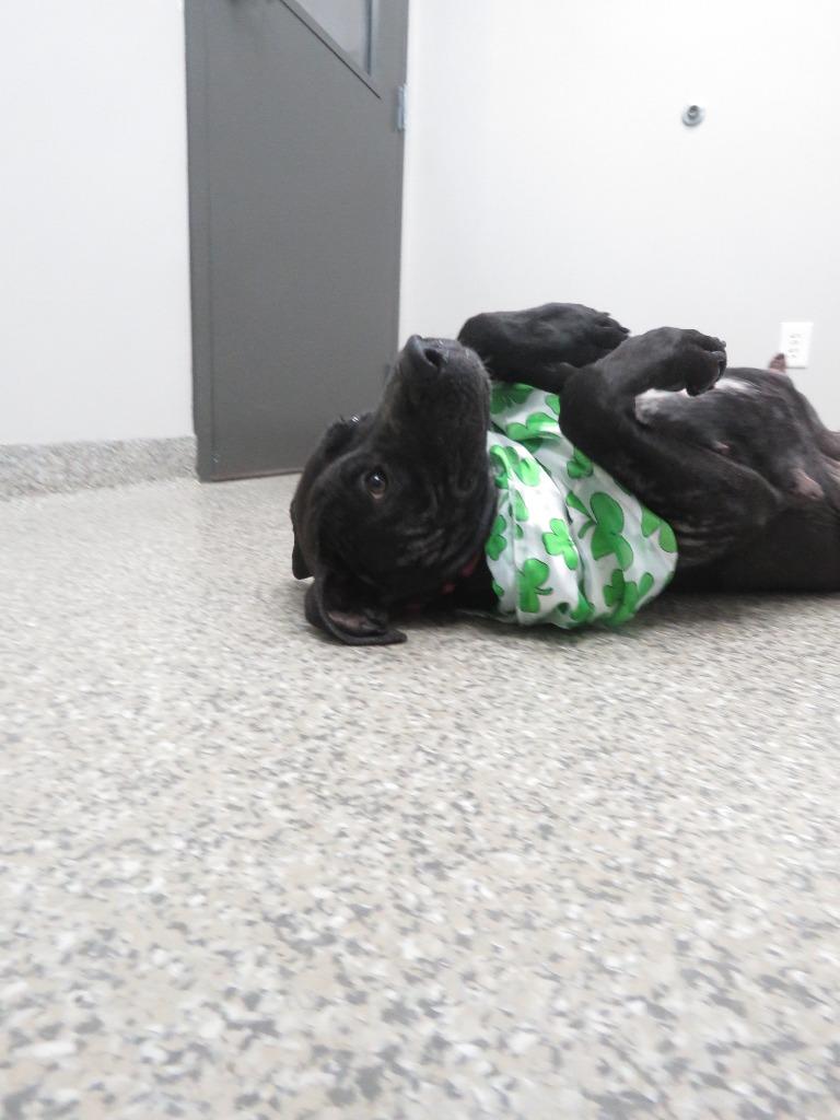 Enlarge Calcium, a Adoptable mixed breed in Van Wert, OH image 2/3