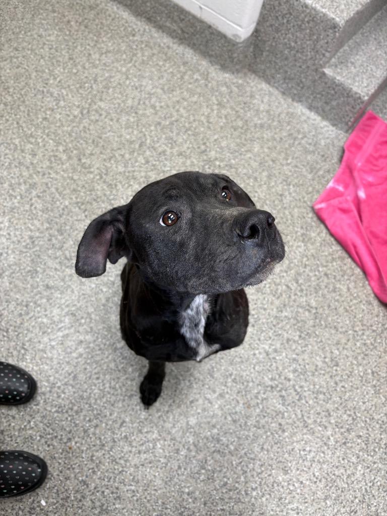 Enlarge Calcium, a Adoptable mixed breed in Van Wert, OH image 3/3