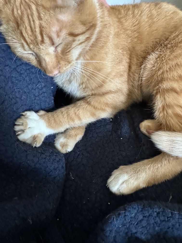 Enlarge Brandon, a ADOPTABLE Tabby in Nashville, TN image 5/5