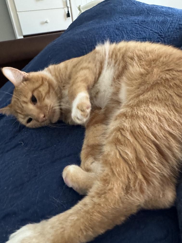 Brandon, ADOPTABLE, Adult Male Tabby.