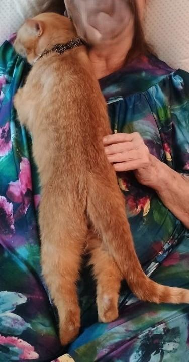 Enlarge Brandon, a ADOPTABLE Tabby in Nashville, TN image 3/5