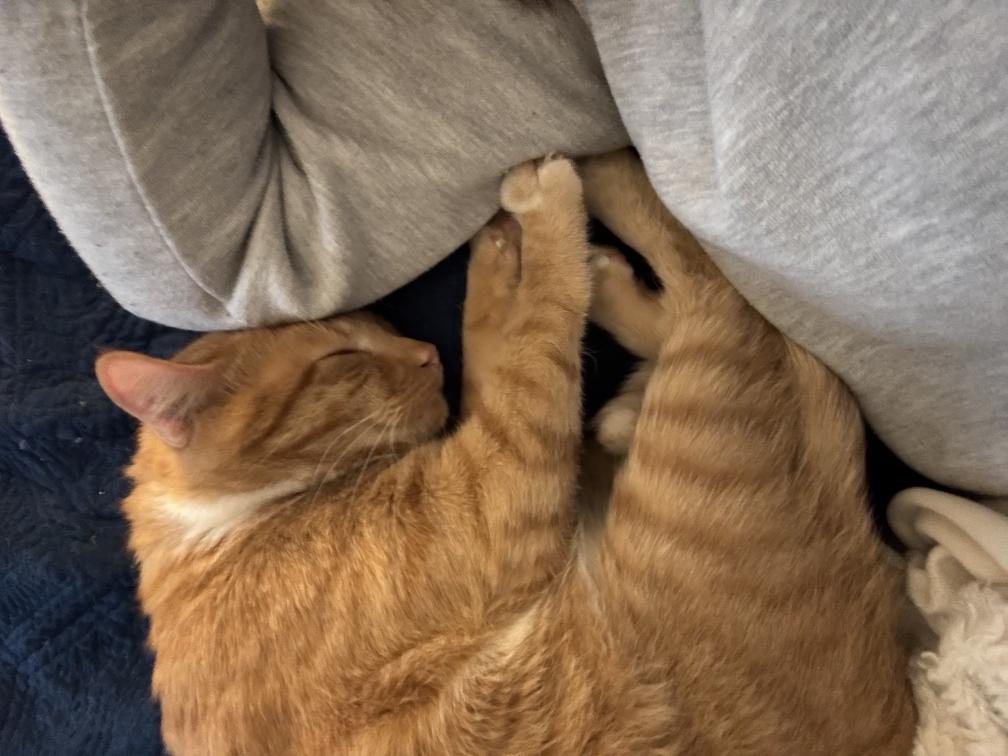 Enlarge Brandon, a ADOPTABLE Tabby in Nashville, TN image 2/5