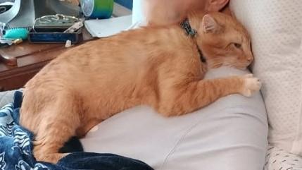 Enlarge Brandon, a ADOPTABLE Tabby in Nashville, TN image 1/5