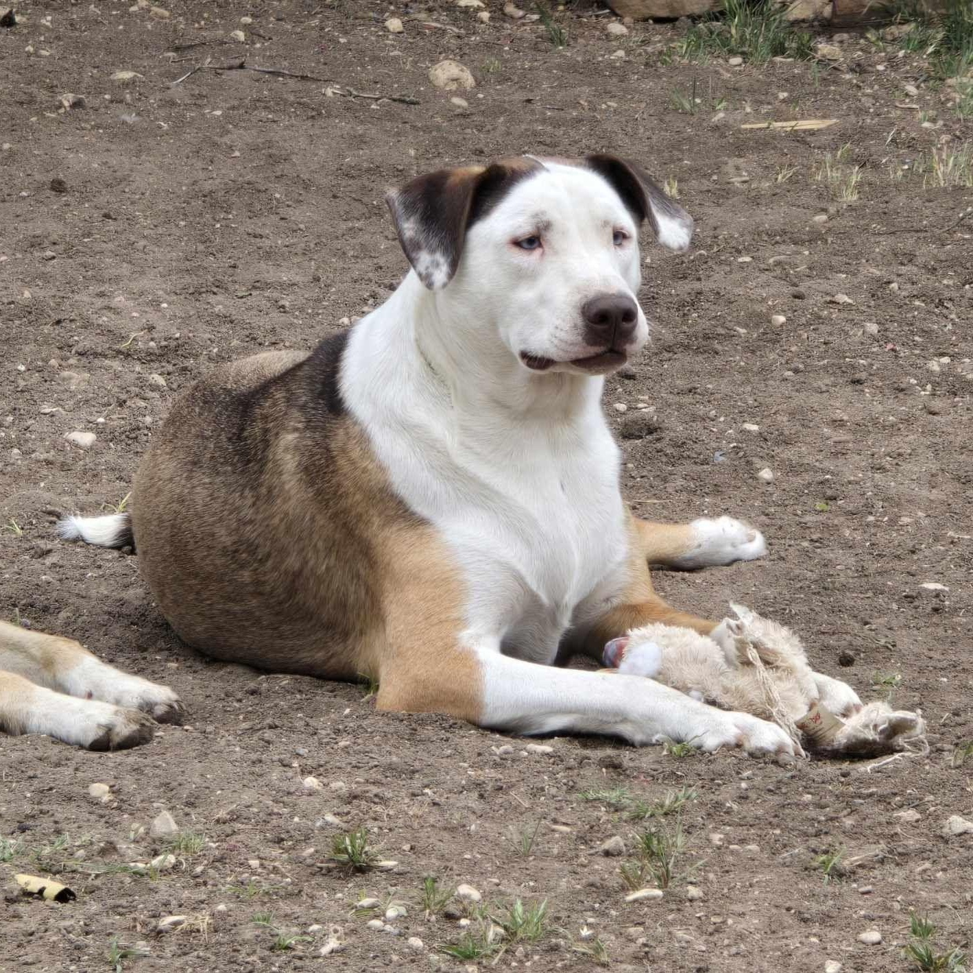 Toffee, Young Male Catahoula Leopard Dog